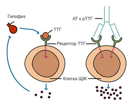 Схема образования антител к рецептору ТТГ