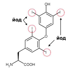 Строение молекулы тироксина